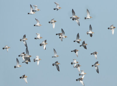 European Golden Plover - Pluvialis apricaria (Goudplevier)