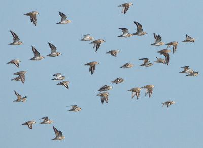 European Golden Plover - Pluvialis apricaria (Goudplevier)