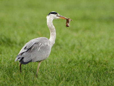 Grey Heron - Ardea cinerea (Blauwe Reiger)