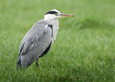 Grey Heron - Ardea cinerea (Blauwe Reiger)