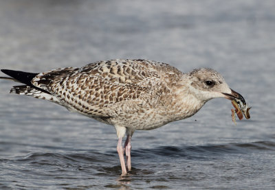 Herring Gull - Larus argentatus (Zilvermeeuw)