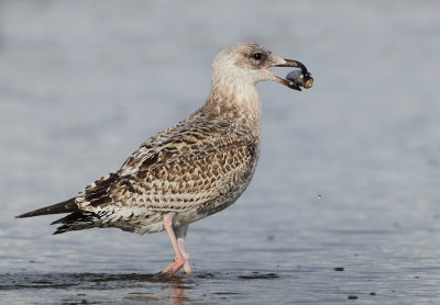 Herring Gull - Larus argentatus (Zilvermeeuw)