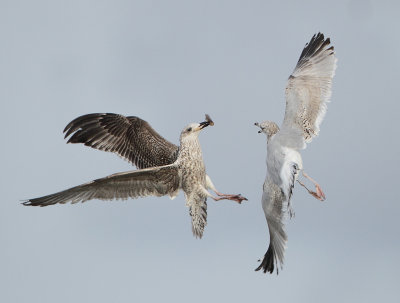 Herring Gull - Larus argentatus (Zilvermeeuw)