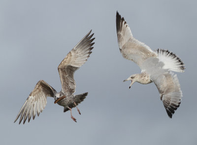 Herring Gull - Larus argentatus (Zilvermeeuw)