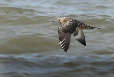 Pomarine Skua - Stercorarius pomarinus (Middelste Jager)