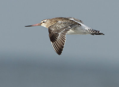 Bar-tailed Godwit - Limosa lapponica (Rosse Grutto)