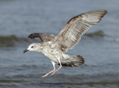 Herring Gull - Larus argentatus (Zilvermeeuw)