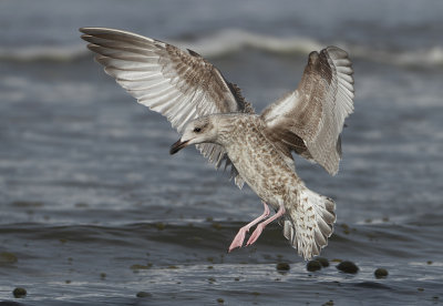 Herring Gull - Larus argentatus (Zilvermeeuw)