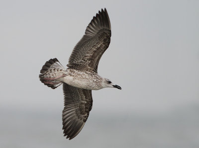 Herring Gull - Larus argentatus (Zilvermeeuw)