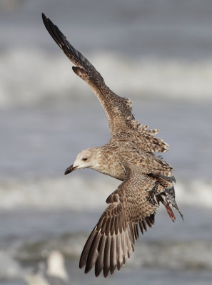 Herring Gull - Larus argentatus (Zilvermeeuw)