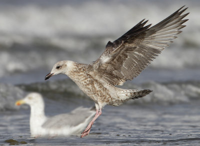 Herring Gull - Larus argentatus (Zilvermeeuw)