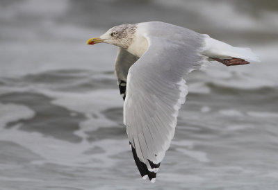 Herring Gull - Larus argentatus (Zilvermeeuw)