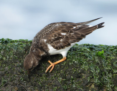 Ruddy Turnstone - Arenaria interpres (Steenloper)