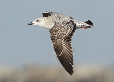 Herring Gull - Larus argentatus (Zilvermeeuw)