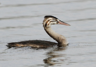 Great Crested Grebe - Podiceps cristatus (Fuut)