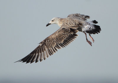 Herring Gull - Larus argentatus (Zilvermeeuw)