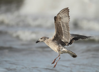 Herring Gull - Larus argentatus (Zilvermeeuw)