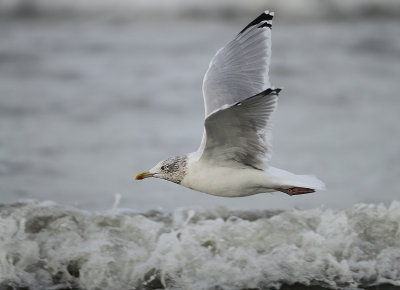 Herring Gull - Larus argentatus (Zilvermeeuw)