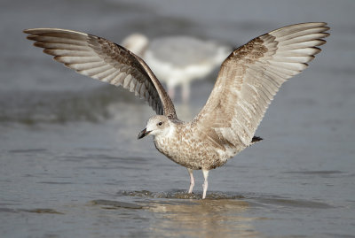 Herring Gull - Larus argentatus (Zilvermeeuw)