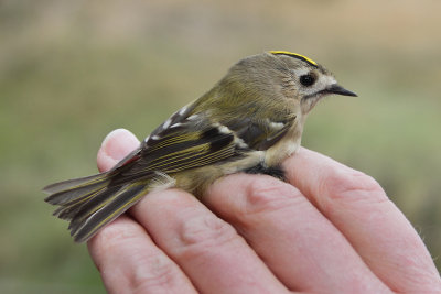 Goldcrest - regulus regulus (Goudhaantje)