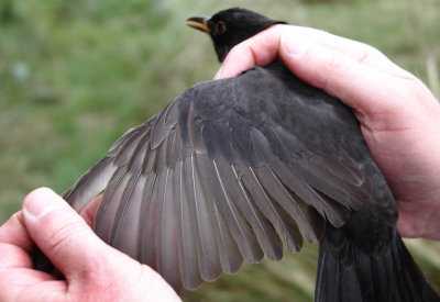 Blackbird - Turdus merula (Merel)