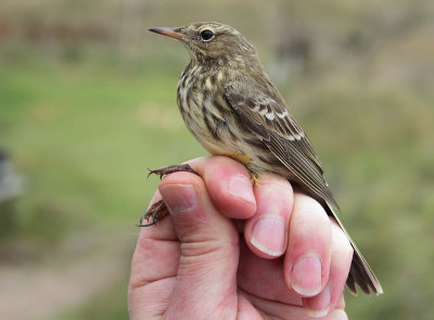 Rock Pipit - Anthus petrosus (Oeverpieper)