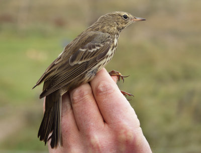 Rock Pipit - Anthus petrosus (Oeverpieper)