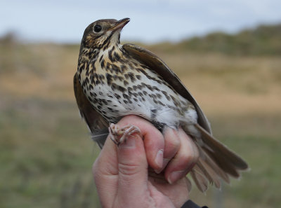 Songthrush - Turdus philomelos (Zanglijster)