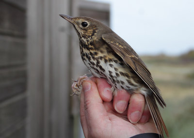 Songthrush - Turdus philomelos (Zanglijster)