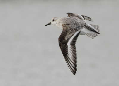 Sanderling - Calidris alba (Drieteenstrandloper)