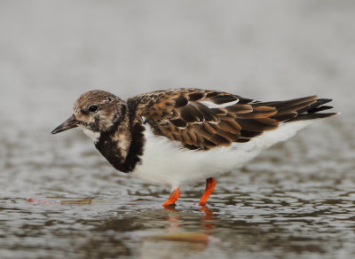 Ruddy Turnstone - Arenaria interpres (Steenloper)