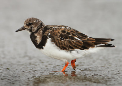 Ruddy Turnstone - Arenaria interpres (Steenloper)