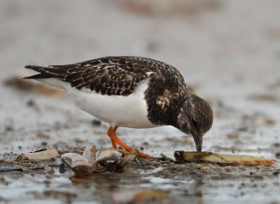 Ruddy Turnstone - Arenaria interpres (Steenloper)