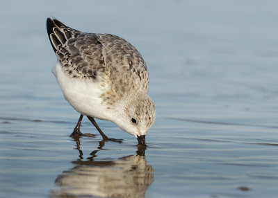 Sanderling - Calidris alba (Drieteenstrandloper)