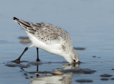 Sanderling - Calidris alba (Drieteenstrandloper)