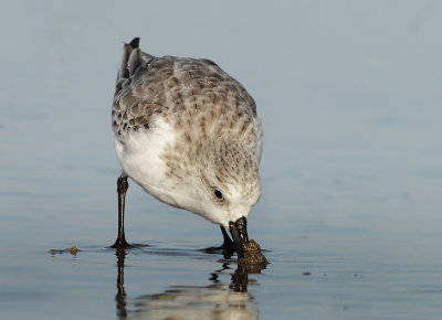 Sanderling - Calidris alba (Drieteenstrandloper)