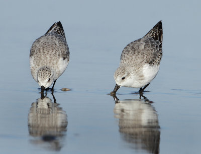 Sanderling - Calidris alba (Drieteenstrandloper)