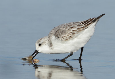 Sanderling - Calidris alba (Drieteenstrandloper)