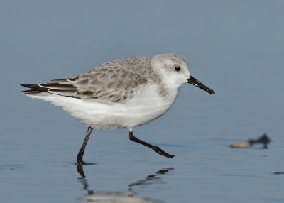 Sanderling - Calidris alba (Drieteenstrandloper)