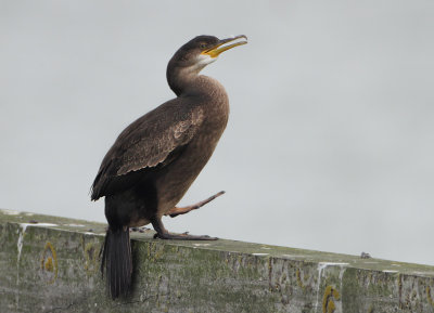 European Shag - Phalacrocorax aristotelis (Kuifaalscholver) 