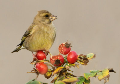 European Greenfinch - Chloris chloris (Groenling)