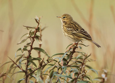 Meadow Pipit - Anthus pratensis (Graspieper)