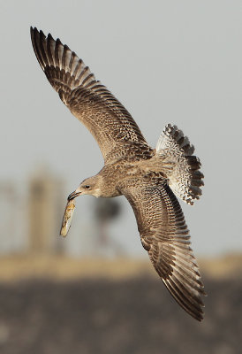 Herring Gull - Larus argentatus (Zilvermeeuw)