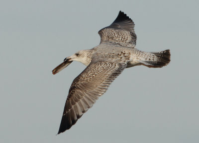 Herring Gull - Larus argentatus (Zilvermeeuw)