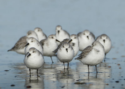 Sanderling - Calidris alba (Drieteenstrandloper)