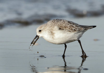Sanderling - Calidris alba (Drieteenstrandloper)