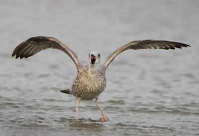 Herring Gull - Larus argentatus (Zilvermeeuw)