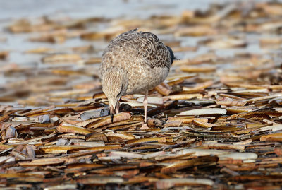 Herring Gull - Larus argentatus (Zilvermeeuw)