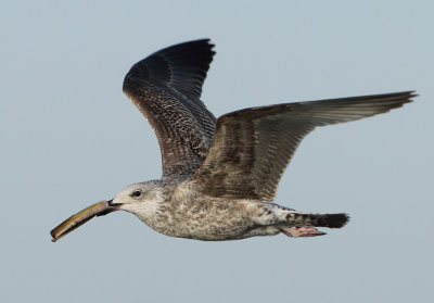 Herring Gull - Larus argentatus (Zilvermeeuw)