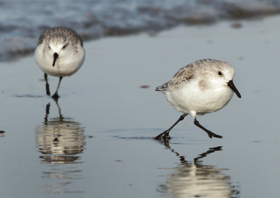 Sanderling - Calidris alba (Drieteenstrandloper)
